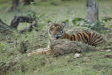 A young Tiger in Kabini National Park, India 