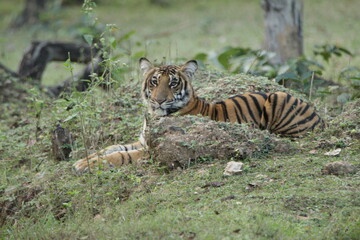 A young Tiger in Kabini National Park, India 