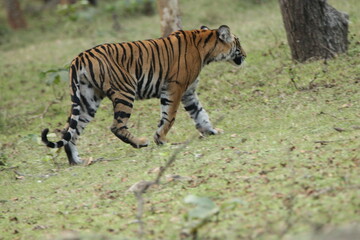 A young Tiger in Kabini National Park, India 