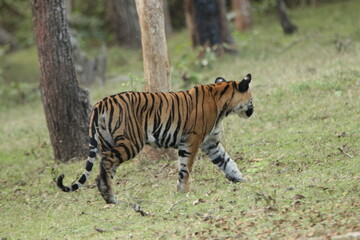 A young Tiger in Kabini National Park, India 
