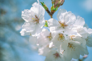 Obraz premium ソメイヨシノ