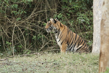 A young Tiger in Kabini National Park, India 