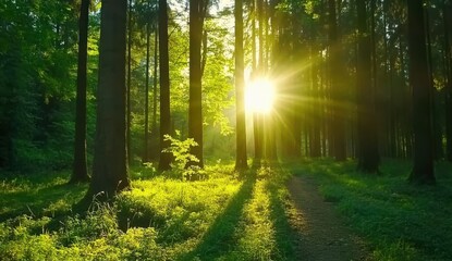 Obraz premium Sunlight streams through a dense forest, illuminating the ground with golden rays. Lush green foliage and tall trees surround a narrow path