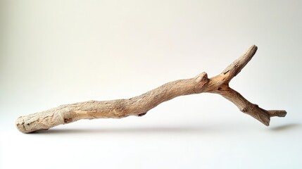 Fototapeta premium Rustic Cedar Branch: Natural Woodland Element for Crafts and Decoration