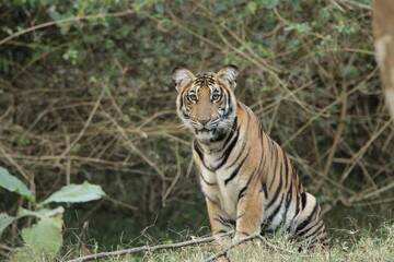 A young Tiger in Kabini National Park, India 