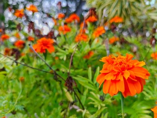 Orange Flower Blooming in Garden Setting with Green Leaves