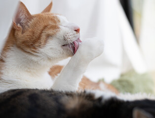 毛づくろいをする猫　茶トラ白