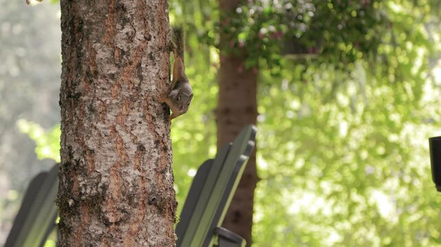 Cute squirrel gathering nuts, woodland wildlife, rodent. 4K 24FPS