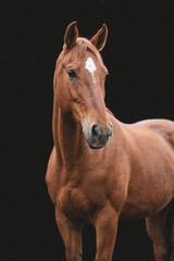 Obraz premium there is a brown horse standing in the dark with a black background