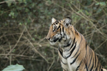 A young Tiger in Kabini National Park, India 
