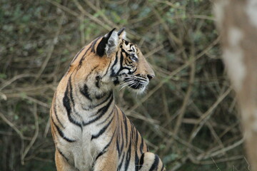 A young Tiger in Kabini National Park, India 