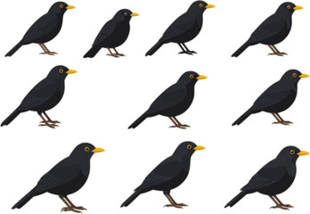 Obraz premium set of blackbird , vector illustration, flat style, side 