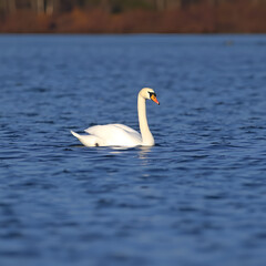 Obraz premium Adult whooper swan (Cygnus cygnus) swimming across a lake in autumn.