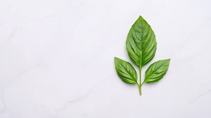 Fototapeta premium A fresh green basil sprig with three leaves on a light marble background.