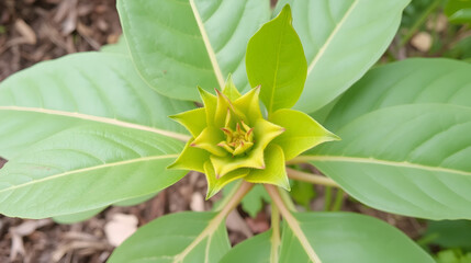 Urena lobata (Also called Pulutan, Caesarweed, Congo jute,
Urena americana, Urena chinensis, Urena diversifolia) plant. Caesarweed is considered an invasive species