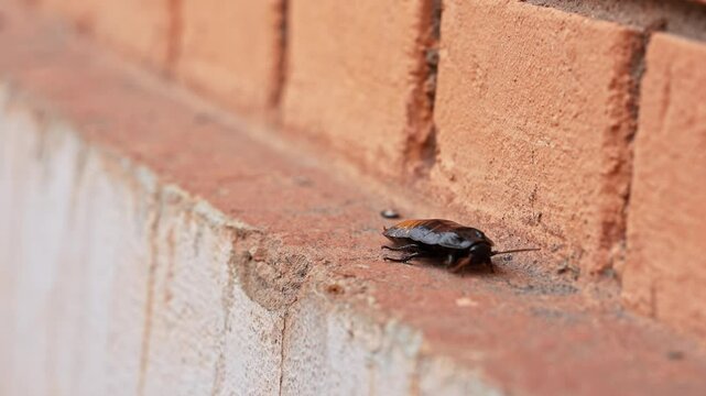 Big black madagascar cockroach crawling and running in natural habitat, insect wildlife documental footage, close up of cockroach walking on the brick wall outdoors.