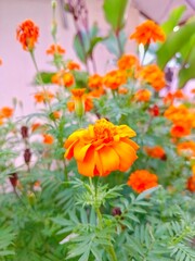 Fototapeta premium Blooming Orange Flower in Garden with Green Leaves Closeup