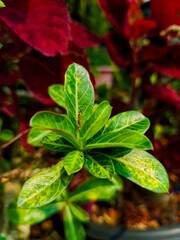Grasshopper on Green Leaves Close Up Plant Nature