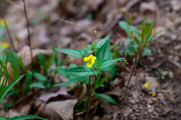 Halberd-Leaved Violet at Cloudland Canyon State Park, near Rising Fawn, Georgia.