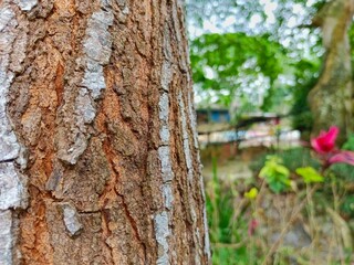 Fototapeta premium Tree Trunk Close-up with Textured Bark in Natural Outdoor Setting
