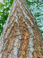 Looking Up at Tall Tree Trunk with Textured Bark and Green Leaves