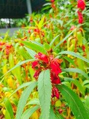 Flowering Plant with Red Blooms and Green Leaves in Garden