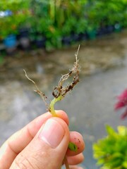 Holding Sprout with Roots in Hand Outdoor Gardening