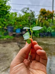 Holding Small Plant Seedling with Roots in Hand Close Up