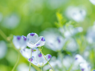 春の公園や花壇を彩るネモフィラのある風景。眩しい日差しでボケた景色。ぼんやりした花畑のイメージ。