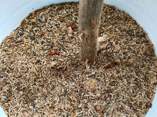 Plant Care Closeup Tree Trunk with Mulch in Pot