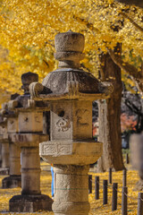 Stone Lantern with Yellow Autumn Leaves, Tokyo Dec 7 2024