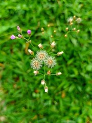 Small Wildflowers Blooming in Green Grass Field