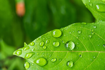 Close-up of a vibrant green leaf with raindrops enhancing its natural texture and veins