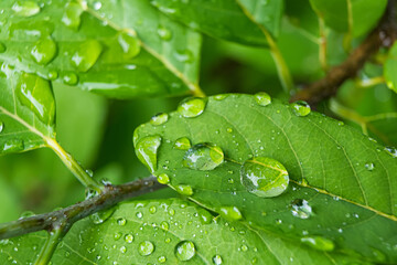 Close-up of a vibrant green leaf with raindrops enhancing its natural texture and veins
