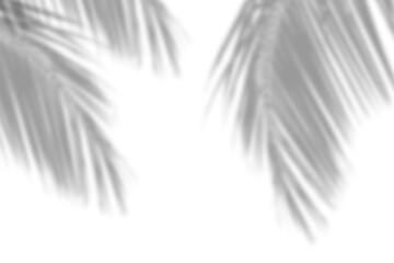 Shadow off palm tree isolated on white