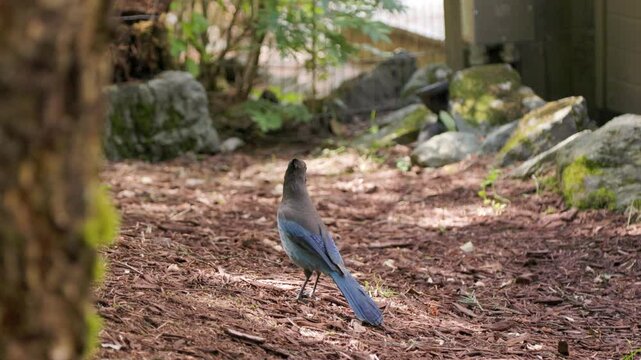 Stellars Jay bird with a nut, outdoor wildlife, Canadian nature. 4K 24FPS