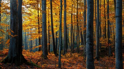 Obraz premium Autumnal forest scene with golden foliage.