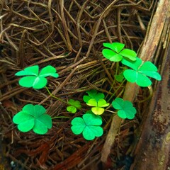Closeup of Green Shamrock Plants Growing Among Dry Leaves