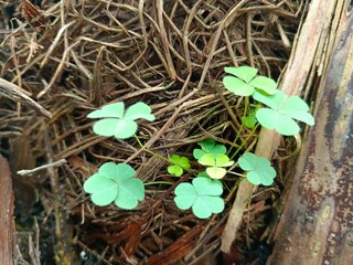 Growing Clover Patch Among Dry Wood in Natural Setting