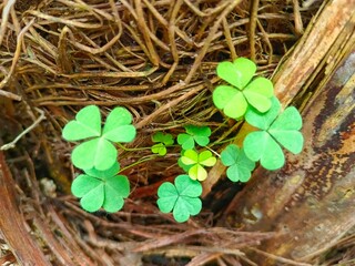 Close-up of Green Clover Plants Growing in Natural Setting