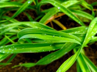 Green Leaves with Water Droplets Close Up