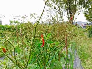 Red Chili Peppers Growing in Vegetable Garden on Overcast Day