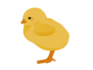 baby chicken