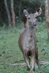 Spotted Deer in Kabini National Park, India 