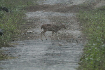 Spotted Deer in Kabini National Park, India 