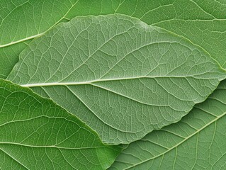 Closeup of vibrant green leaves, intricate veins