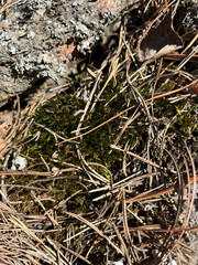 close up of a tree trunk