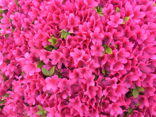close up of pink flower