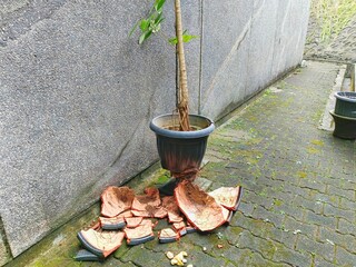 Broken Flowerpot with Plant on Brick Pathway