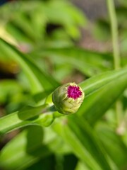 Emerging Flower Bud with Purple Bloom and Green Leaves